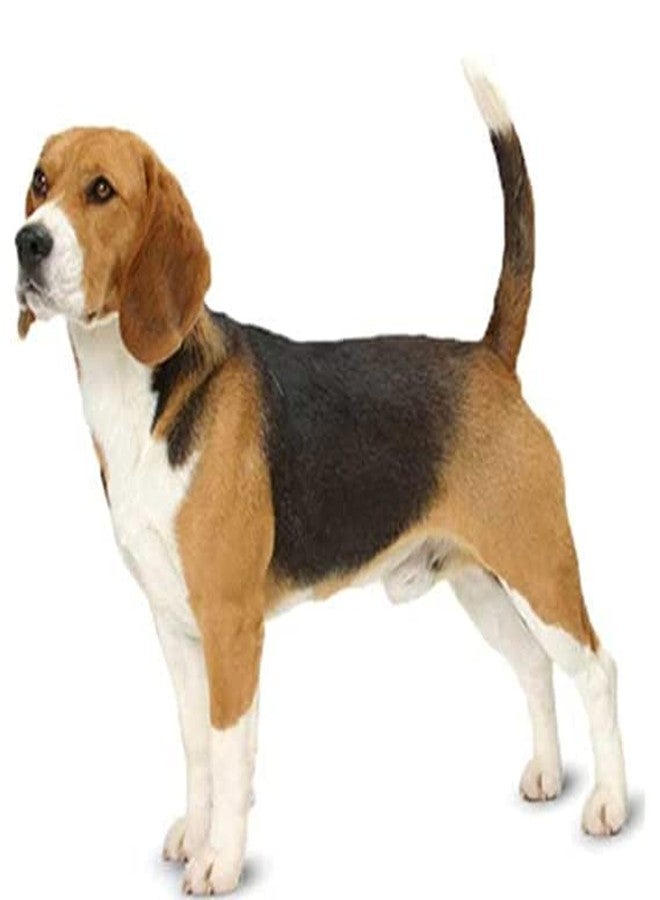 Pet Believe طقم حزام ومقود قابل للتعديل من بيت بيليف لجميع سلالات الكلاب (أحمر) - Image 3